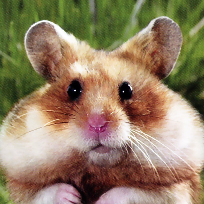 Иконка канала Good hamster