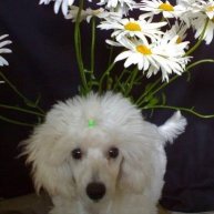 Иконка канала Огонёк