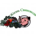 Иконка канала ЖИЗНЬ СВИНОВОДА