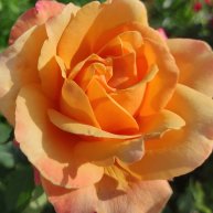 Иконка канала Мой дом, сад и огород