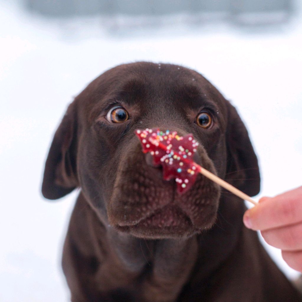 what happens if your dog eats chapstick