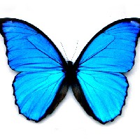Иконка канала butterfly