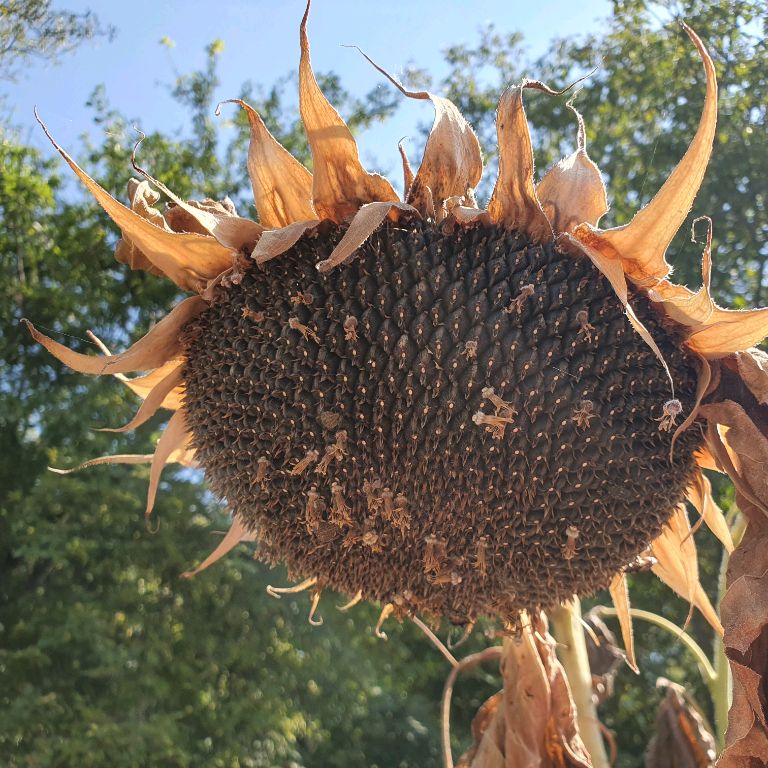 Металлический дом на Кубани