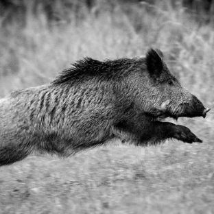 Иконка канала Гитарный Кабанчик