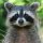 Иконка канала Raccoons Life | Енотам жизнь