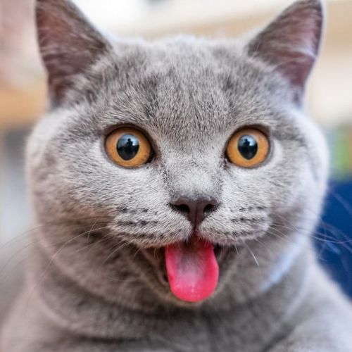 Иконка канала ЛЁШКИН КОТ