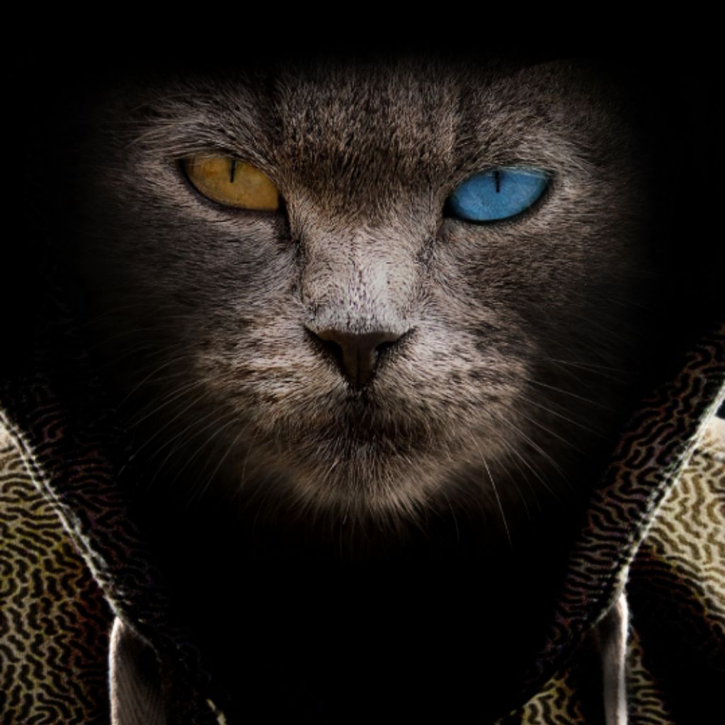 Кот в капюшоне