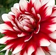 Иконка канала Цветочный Мотив