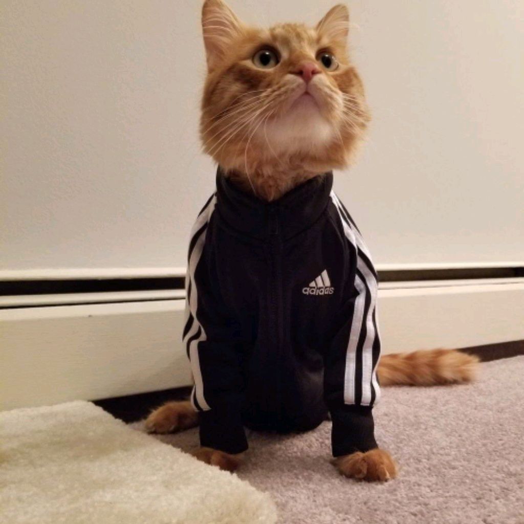 Кот гопник