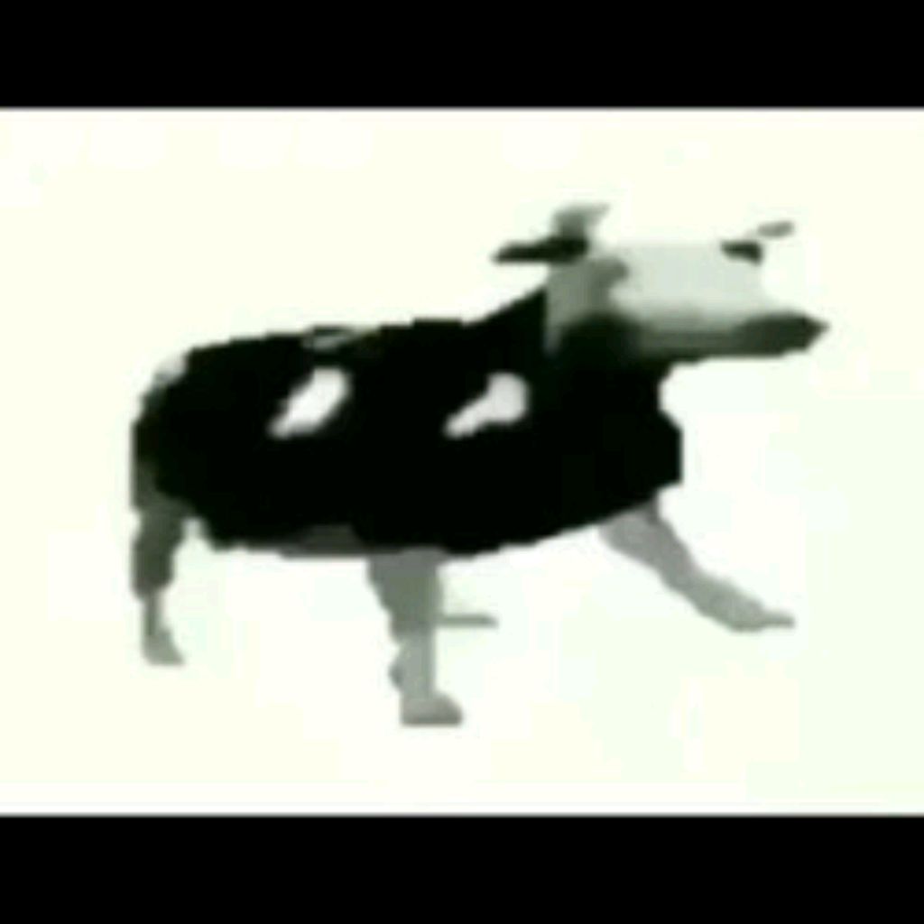 Głowie mam. Танец коровы. Польская корова Мем. Польская корова танцует гиф. Танцующая корова.