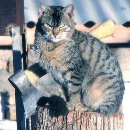 Cats Rule: Vikings had cats on board their ships as they set sail to conquer the