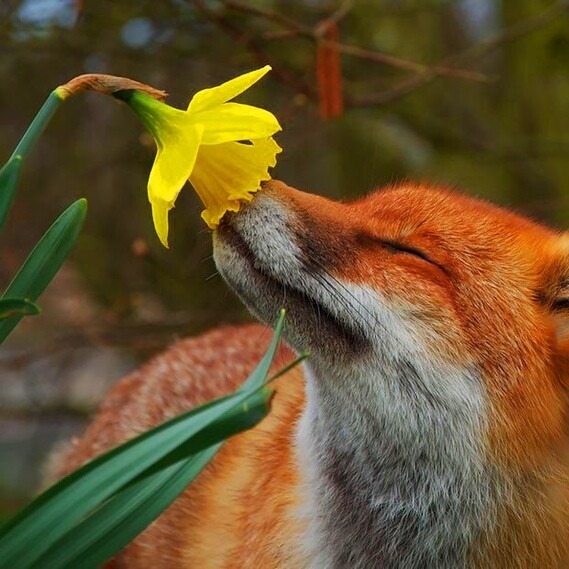 Ан