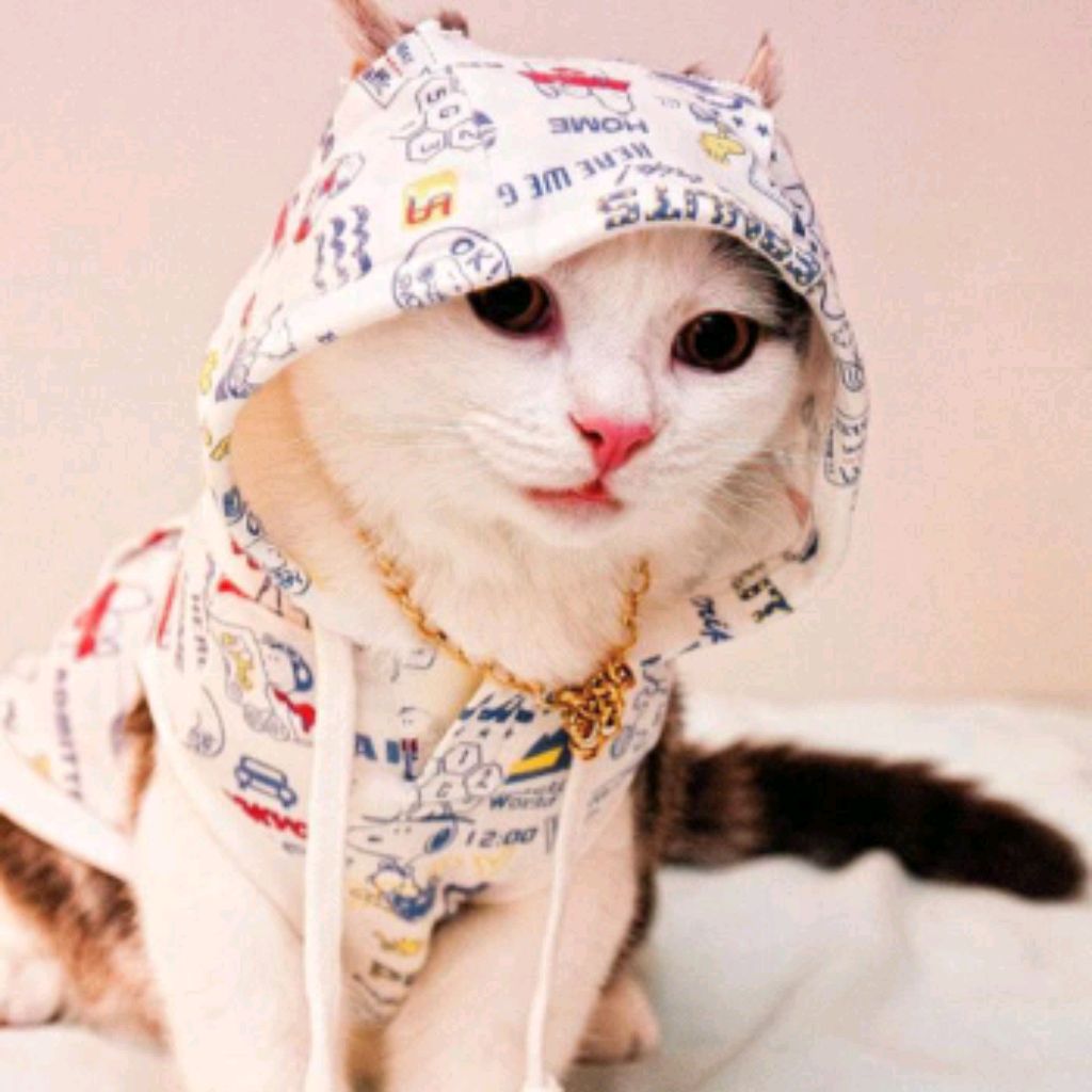 Крутые Аватарки С Котиками