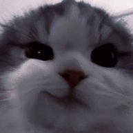 Иконка канала VERA SHAW