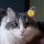 Смотреть смешное, прикольное видео кошки Муча Пуча