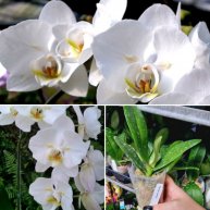 Иконка канала ЦветикиИрина