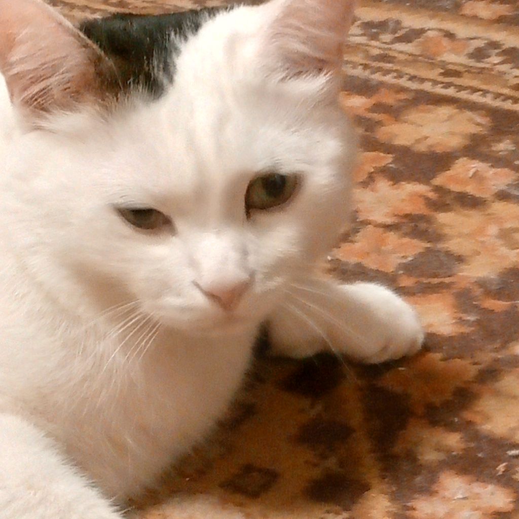 Аватар