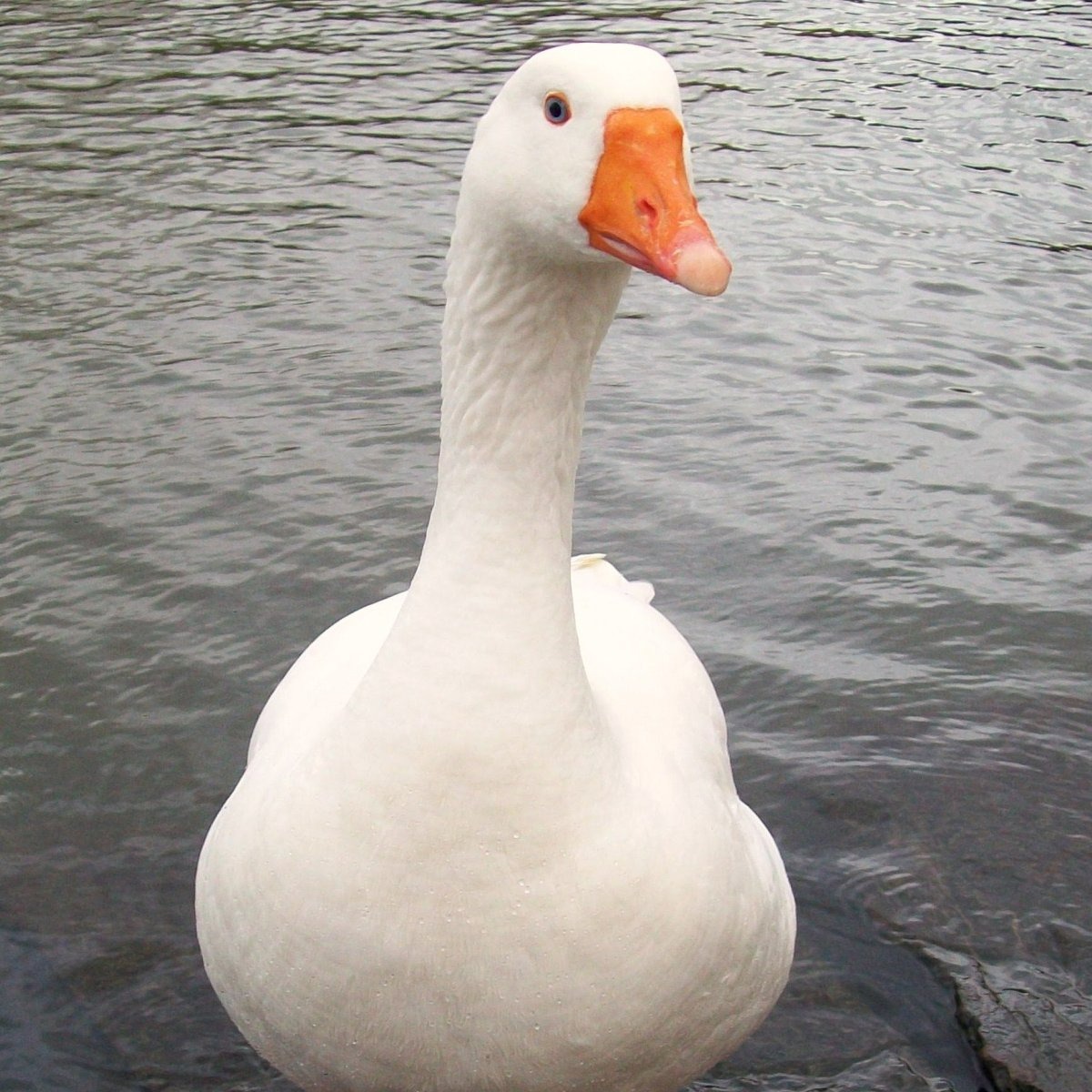 Иконка канала lavrik goose