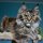 Иконка канала Мейн кун / Крым / Maine Coon / Crimea