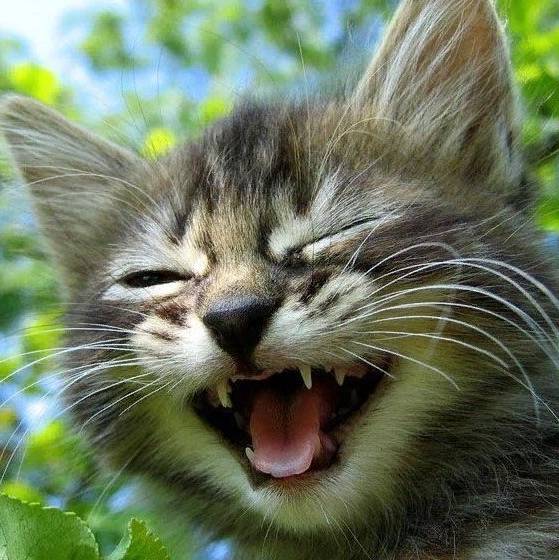 Смеющийся кот