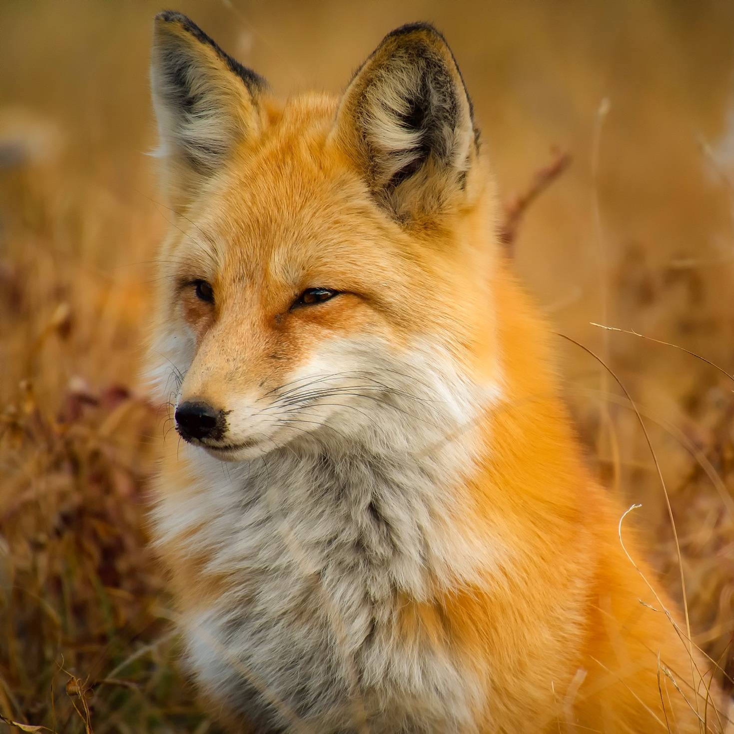 Orange fox