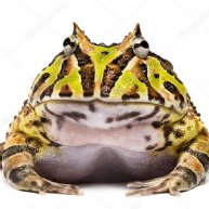 Иконка канала Frog TV