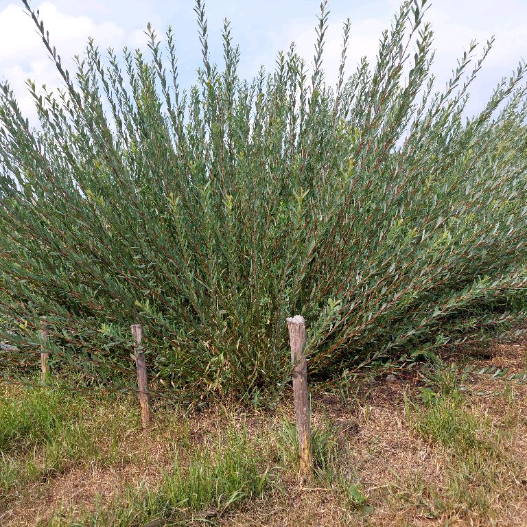 Иконка канала ИВА-ПАРК