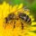 Иконка канала Записки пчеловода