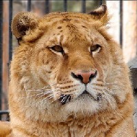 Иконка канала Natali Ligra