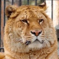 Иконка канала Natali Ligra