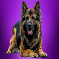 Иконка канала *ੈ✩‧₊˚༺☆𝕍 𝕒 𝕤 𝕙 𝔻 𝕣 𝕦 𝕘☆༻*ੈ✩‧₊˚