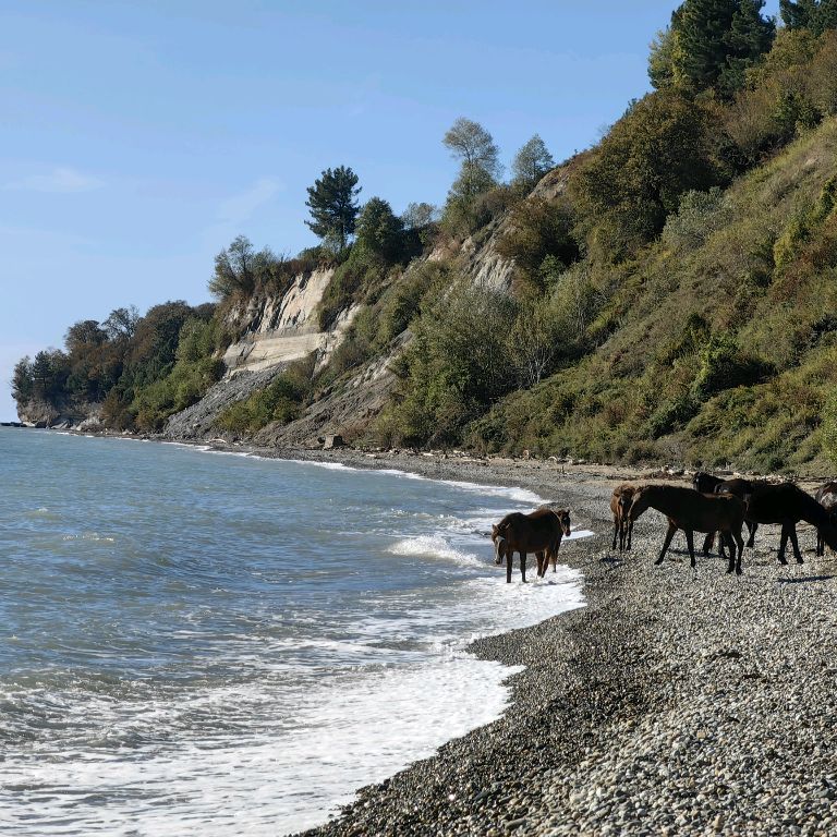 Иконка канала "Золотой берег", Абхазия