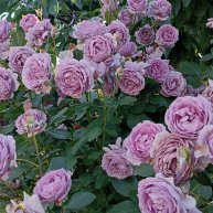 Иконка канала ZannaIAssorti