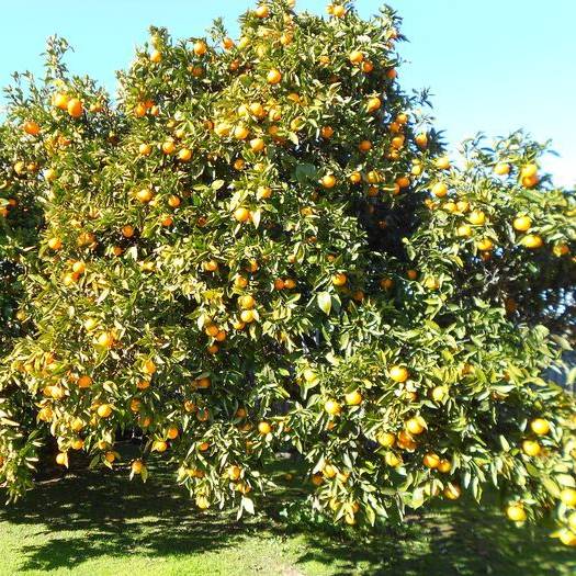 7 Trees That Fruit in Winter Fruit, Trees to plant, Fruit trees