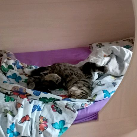 Аватар