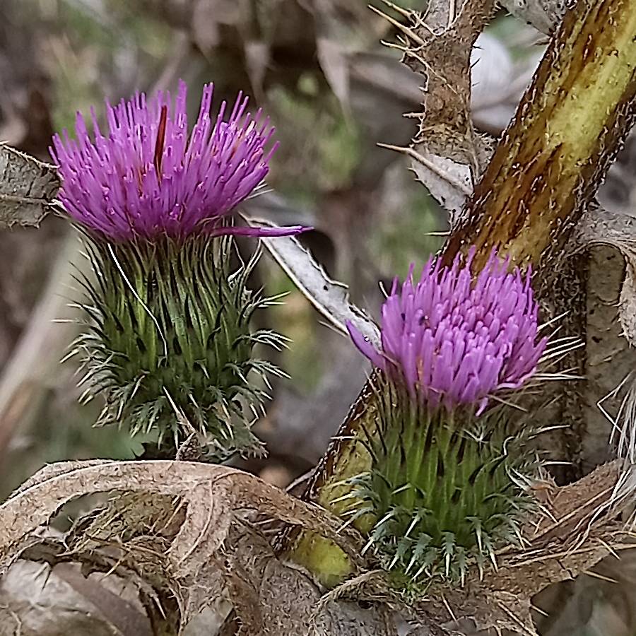 Иконка канала Пасека Григория