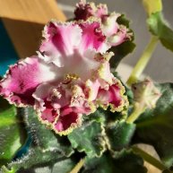 Иконка канала Танцы дома