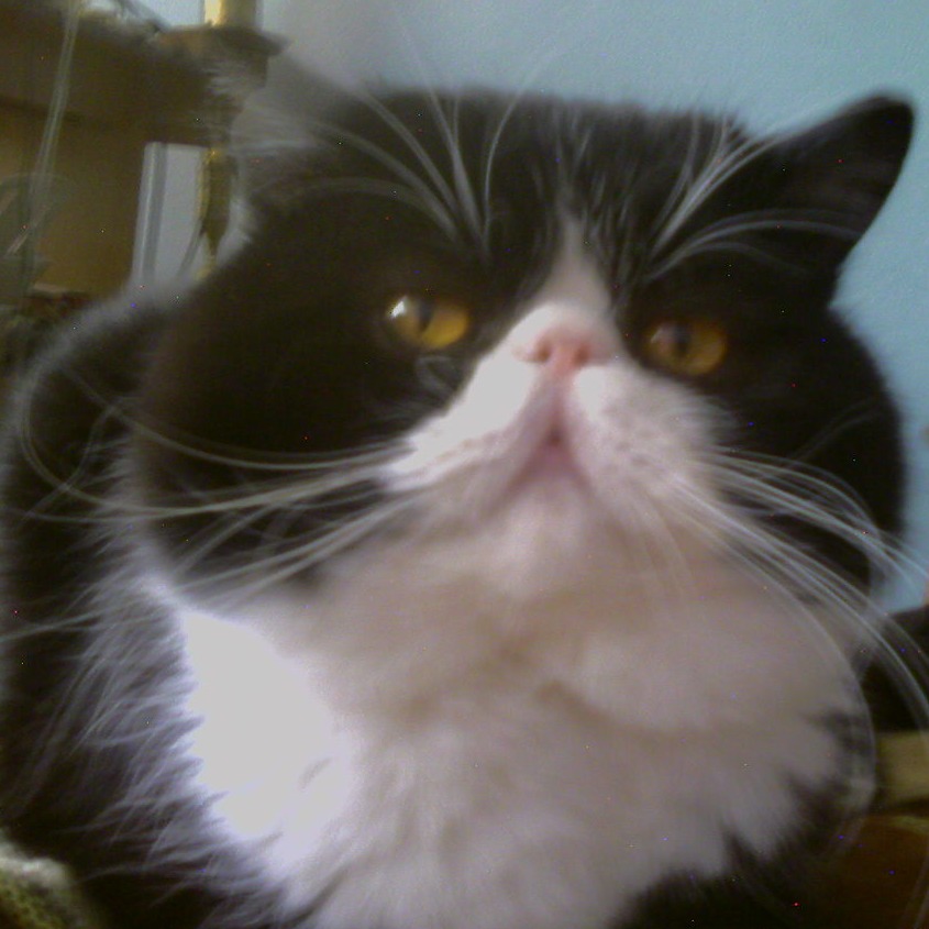 Котяра