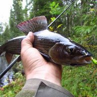 Иконка канала Все о хариусе.