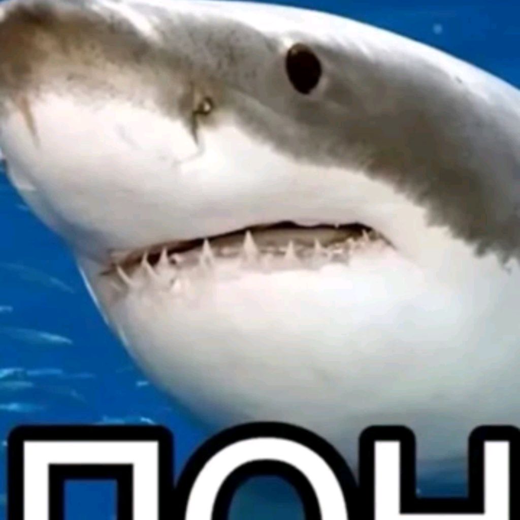 Пон акула мем. Пон акула. Мемы про акул. Акула Мем. Пон Мем с акулой.