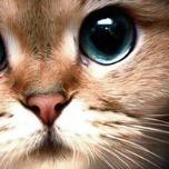 Иконка канала bucherino