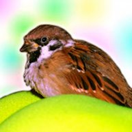 Иконка канала Jack_Sparrow