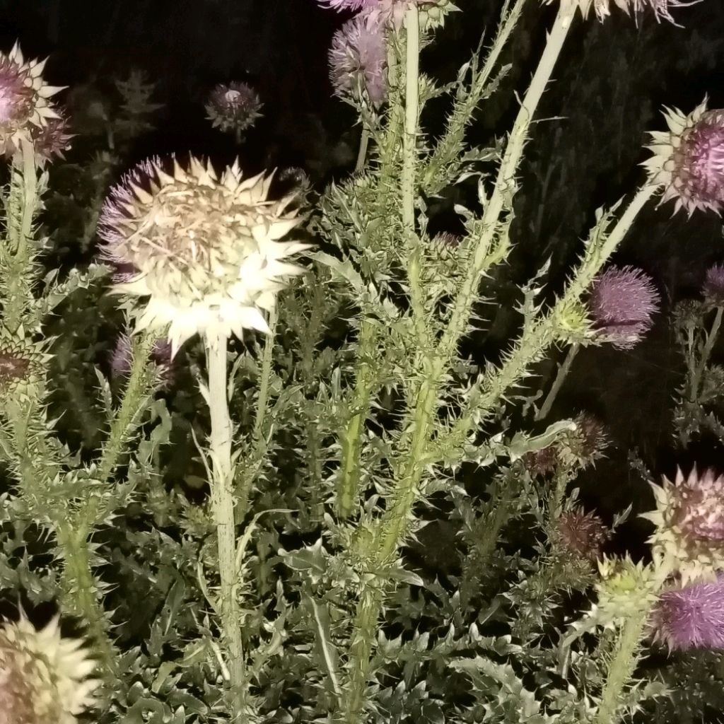 Иконка канала В деревне всё свое