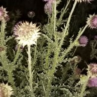 Иконка канала В деревне всё свое