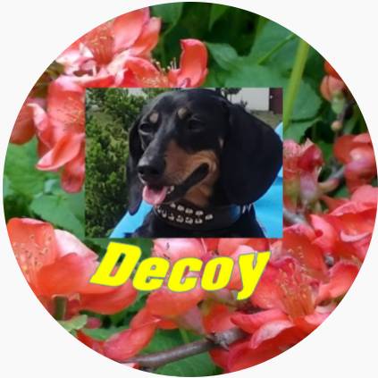 Иконка канала Decoy