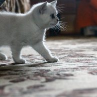 Иконка канала Английский язык ЕГЭ Устная часть