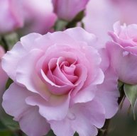 Иконка канала Эко Дача у реки