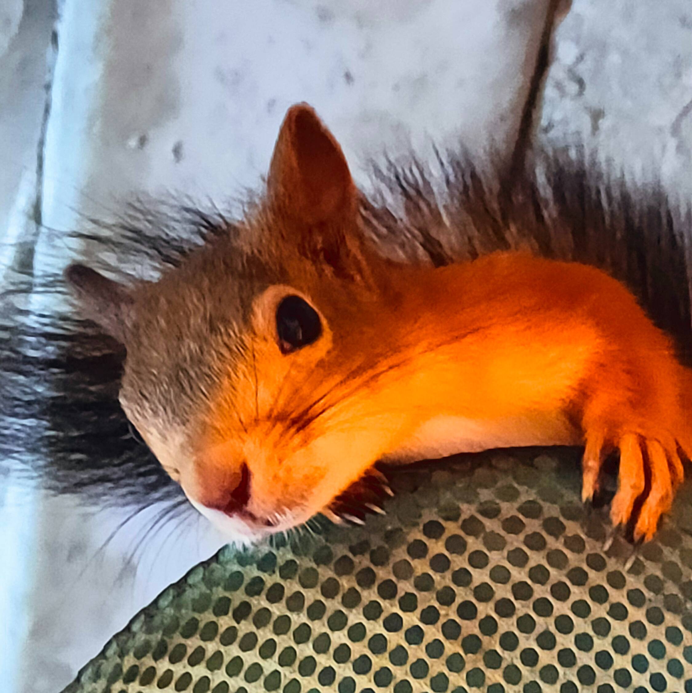 Иконка канала Домашняя белочка Сёмочка (девочка)