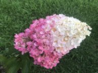 Иконка канала Сад в Сибири Елены Еремеевой