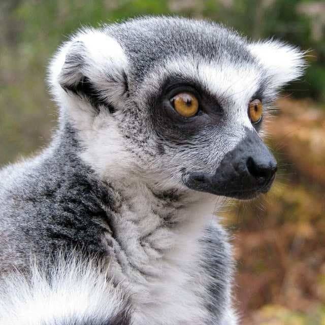 Иконка канала Старый Лемур